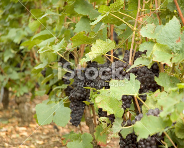 Grapes on the vine ready for harvest into Champagne