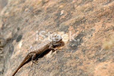closeup lizard images