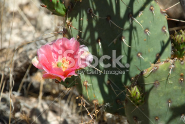stock-photo-3499220-pink-bloom-on-prickly-pear-cactus